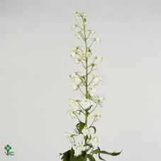 Срезанные цветы оптом Delphinium el magic fountains white от 40шт из Голландии с доставкой по России