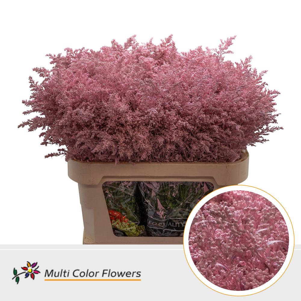 Срезанные цветы оптом Solidago paint pink light от 100шт из Голландии с доставкой по России