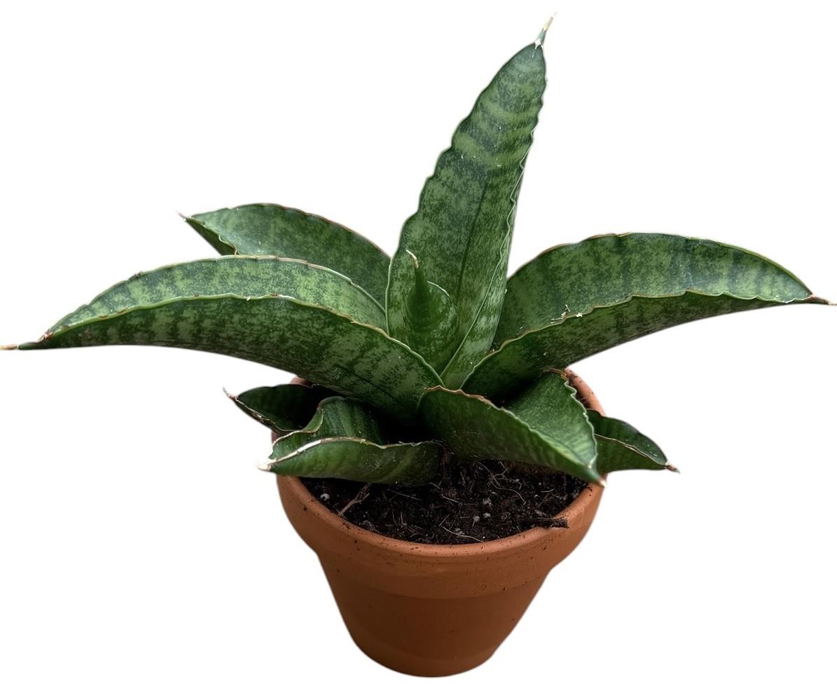 Горшечные цветы и растения оптом Sansevieria Marscha Anjani от 1шт (для телеги) из Голландии с доставкой по России