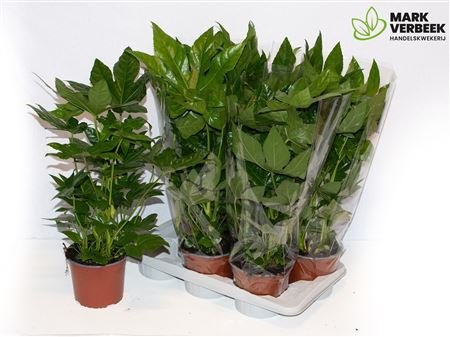 Горшечные цветы и растения оптом Fatsia Ov от 6шт из Голландии с доставкой по России