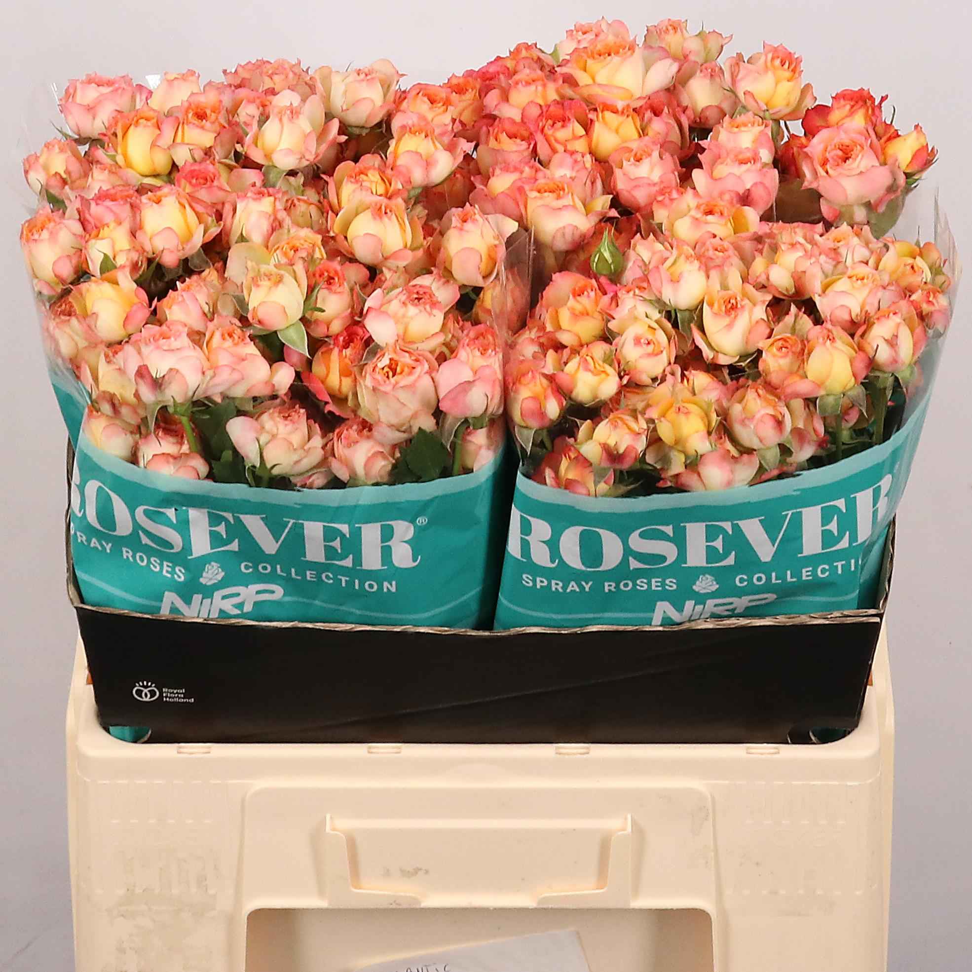 Срезанные цветы оптом Rosa sp romantic rosever от 40шт из Голландии с доставкой по России