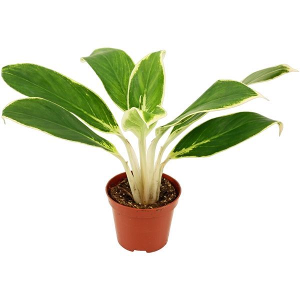 Горшечные цветы и растения оптом Aglaonema White Lime от 18шт из Голландии с доставкой по России