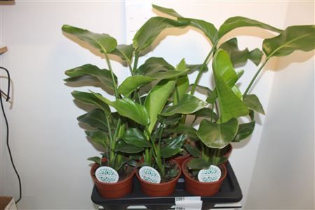 Горшечные цветы и растения оптом Strelitzia Nicolai от 6шт из Голландии с доставкой по России