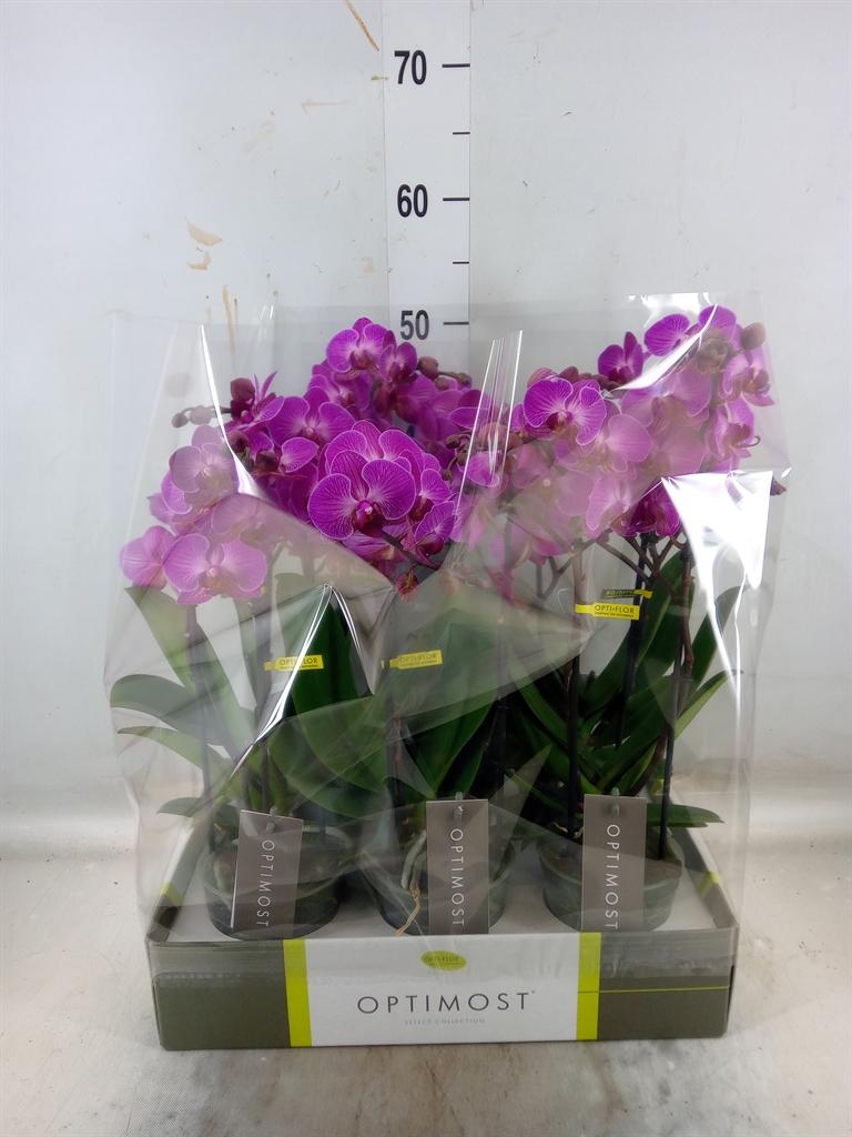 Горшечные цветы и растения оптом Phalaenopsis Multi.   ...lilac от 6шт из Голландии с доставкой по России