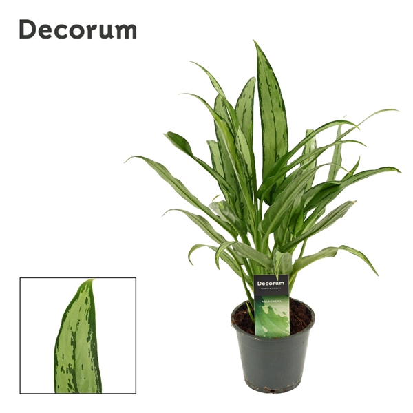 Горшечные цветы и растения оптом Aglaonema Cutlass (decorum) от 10шт из Голландии с доставкой по России