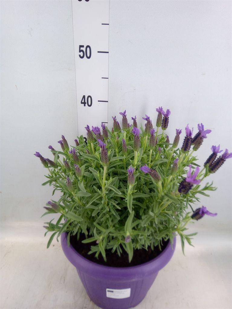 Горшечные цветы и растения оптом Lavandula Stoec. от 1шт из Голландии с доставкой по России