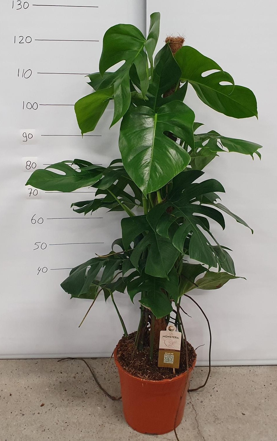 Горшечные цветы и растения оптом Monstera Pertusum от 1шт из Голландии с доставкой по России