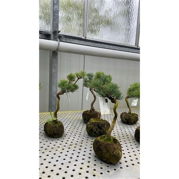 Горшечные цветы и растения оптом Bonsai Pinus Parviflora, Rock Pot от 1шт из Голландии с доставкой по России