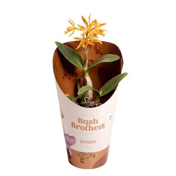 Горшечные цветы и растения оптом Cattleya 1st 2+ Op Soort Orange Epi от 10шт из Голландии с доставкой по России