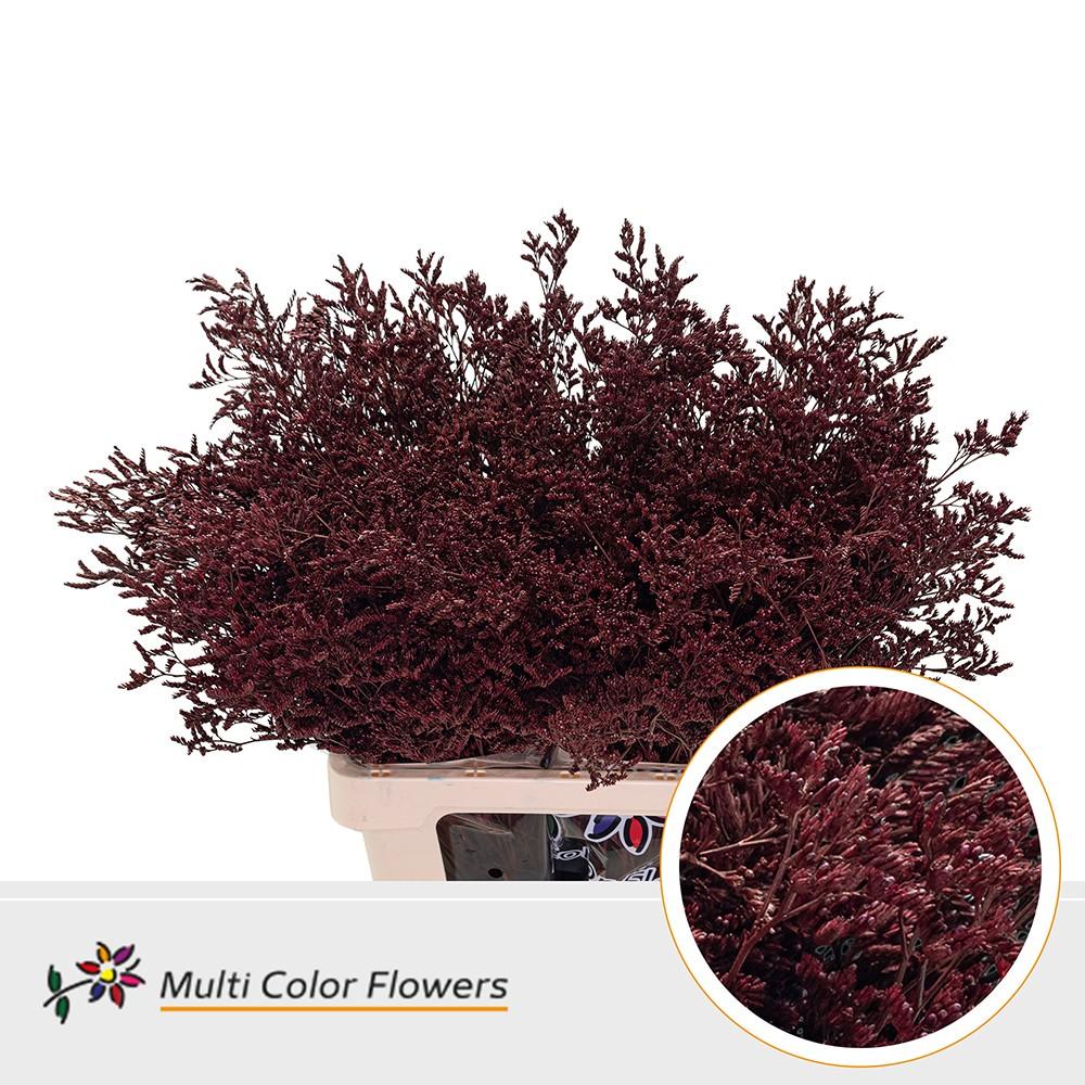 Срезанные цветы оптом Limonium paint bordeaux от 50шт. из Голландии с доставкой по России