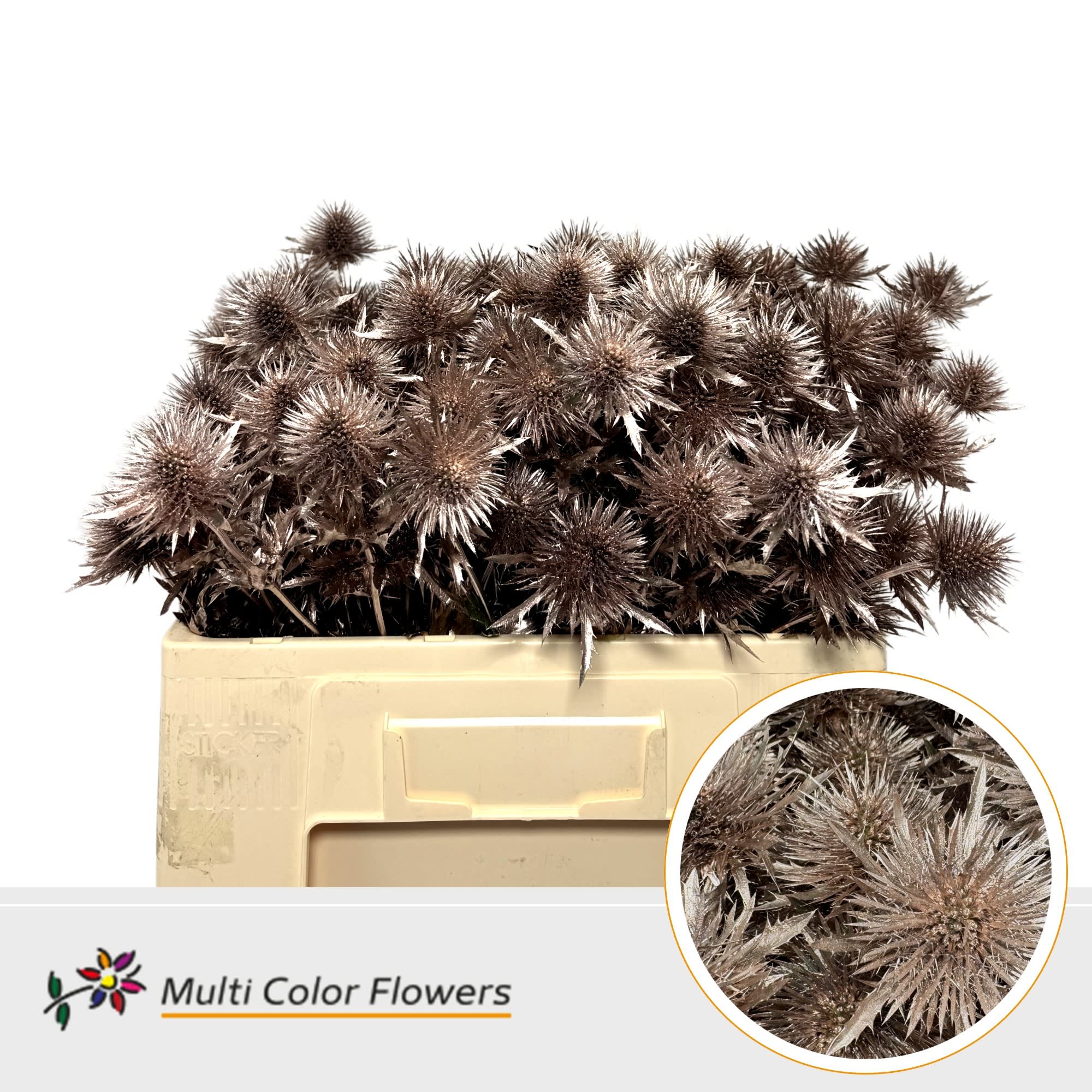 Срезанные цветы оптом Eryngium paint pink gold от 60шт из Голландии с доставкой по России