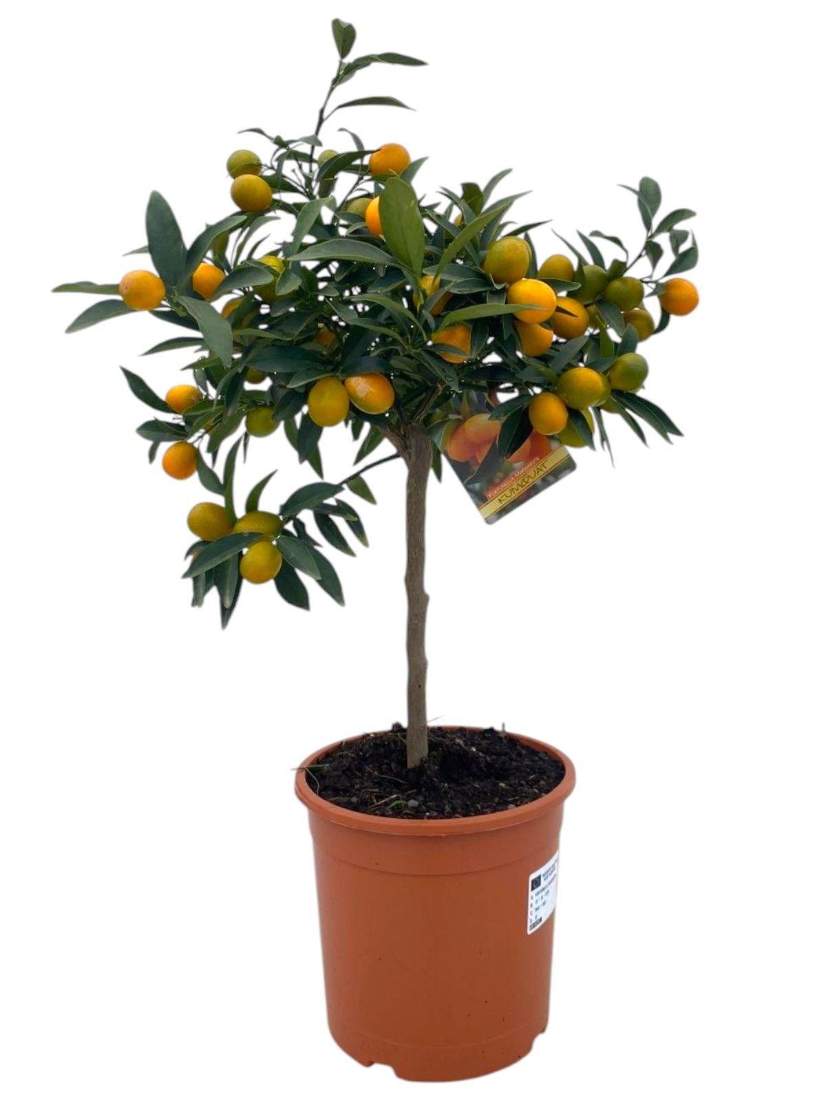 Горшечные цветы и растения оптом Citrus Kumquat On Stem от 1шт (для телеги) из Голландии с доставкой по России