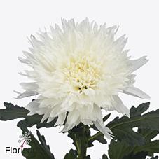 Срезанные цветы оптом Chrys bl undercover от 20шт. из Голландии с доставкой по России