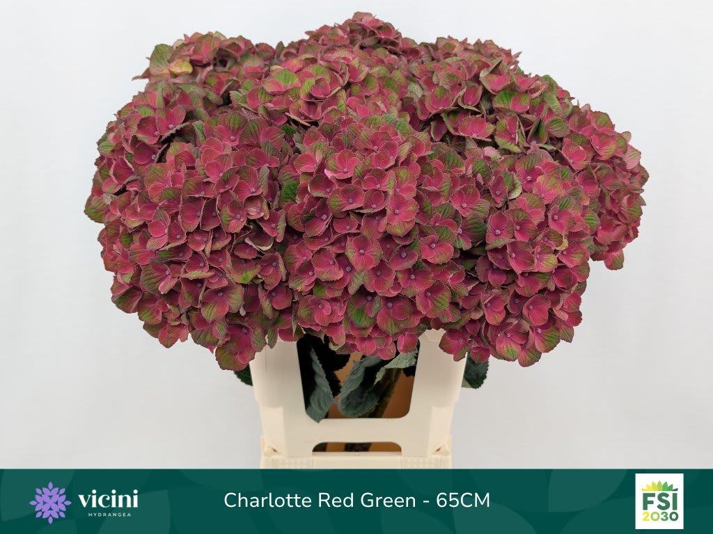 Срезанные цветы оптом Hydrangea mag charlotte от 10шт из Голландии с доставкой по России
