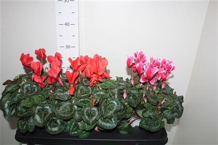 Горшечные цветы и растения оптом Cycl Gr Sup Xl от 3шт (для телеги) из Голландии с доставкой по России