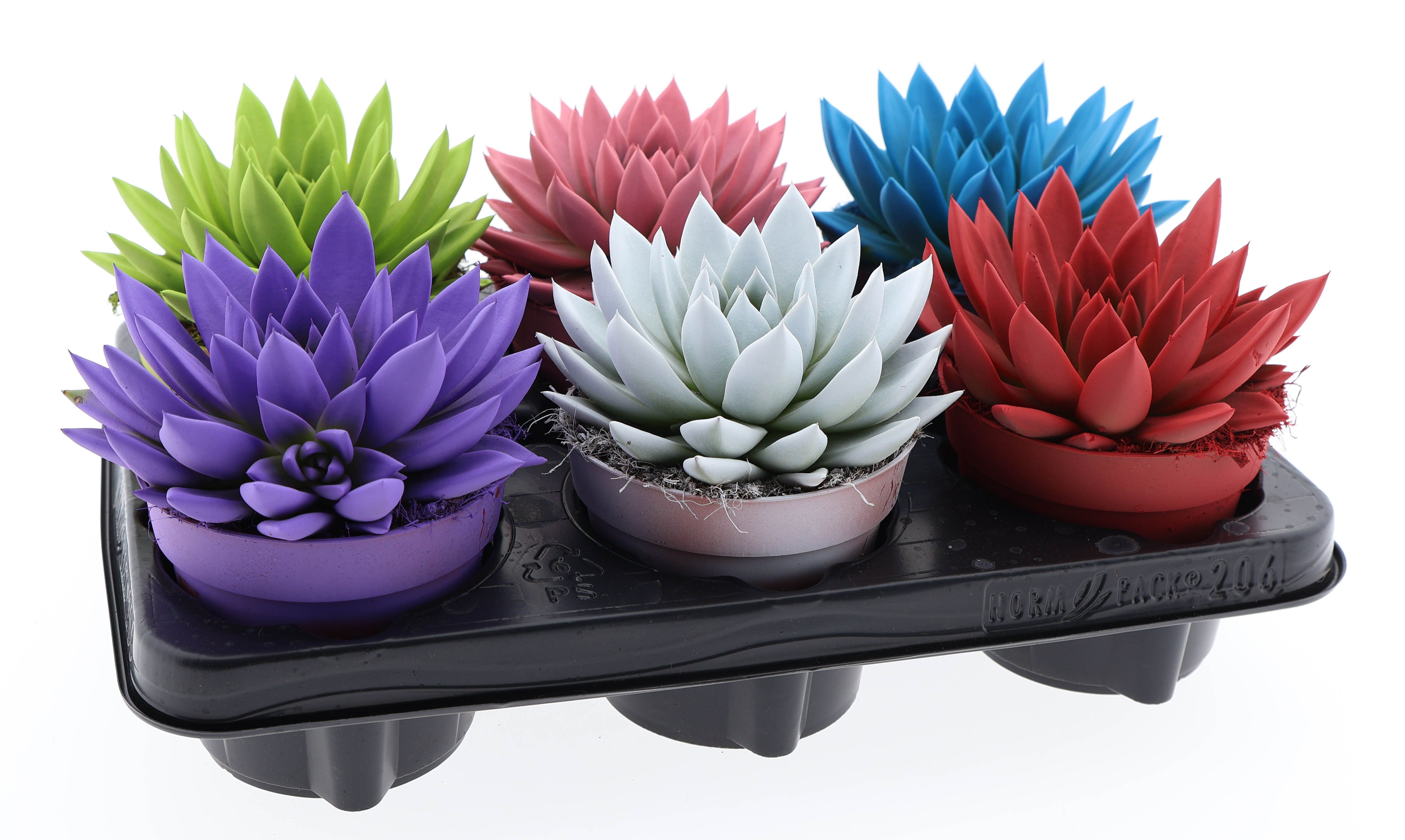 Горшечные цветы и растения оптом Echeveria Rainbow Mix от 6шт из Голландии с доставкой по России