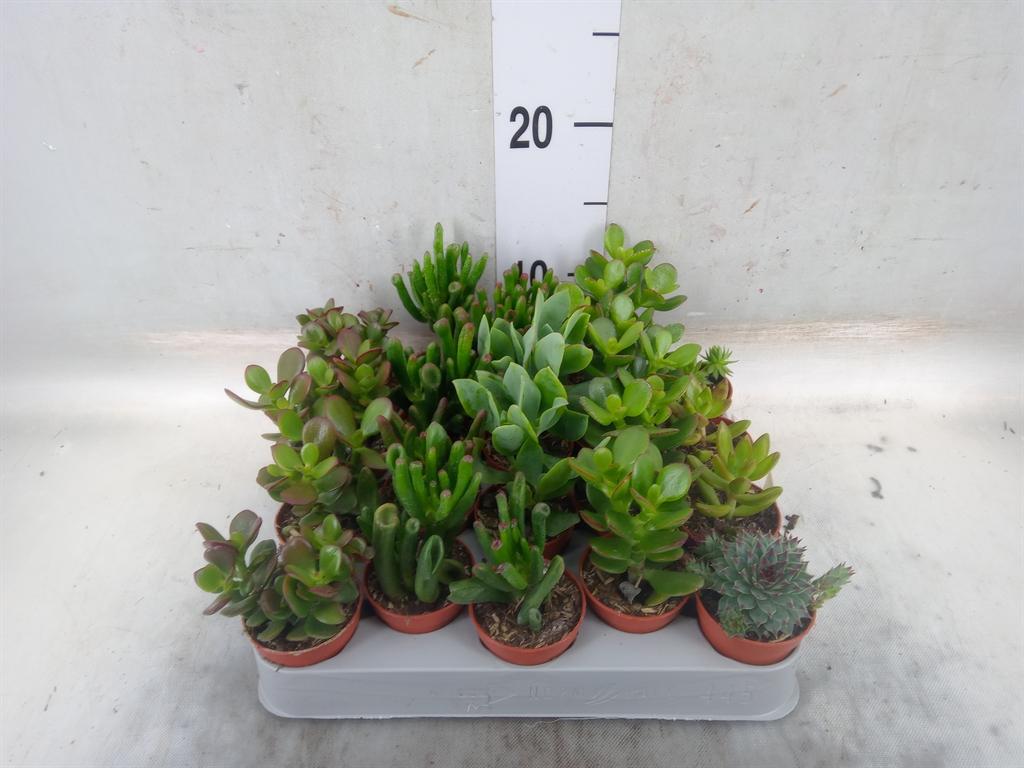 Горшечные цветы и растения оптом Crassula ...mix от 20шт (для телеги) из Голландии с доставкой по России Горшечные цветы и растения оптом Crassula ...mix от 20шт (для телеги) из Голландии с доставкой по России