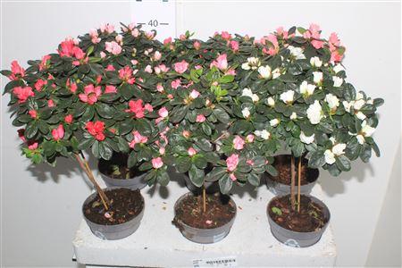 Горшечные цветы и растения оптом Rhodo Stam Mix Medium от 6шт из Голландии с доставкой по России