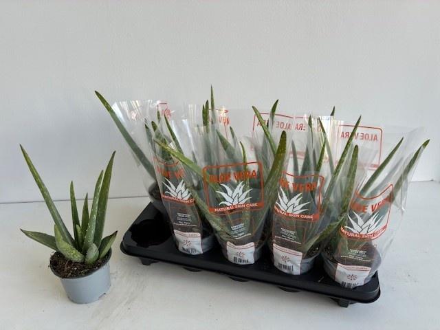 Горшечные цветы и растения оптом Aloe Vera от 10шт из Голландии с доставкой по России