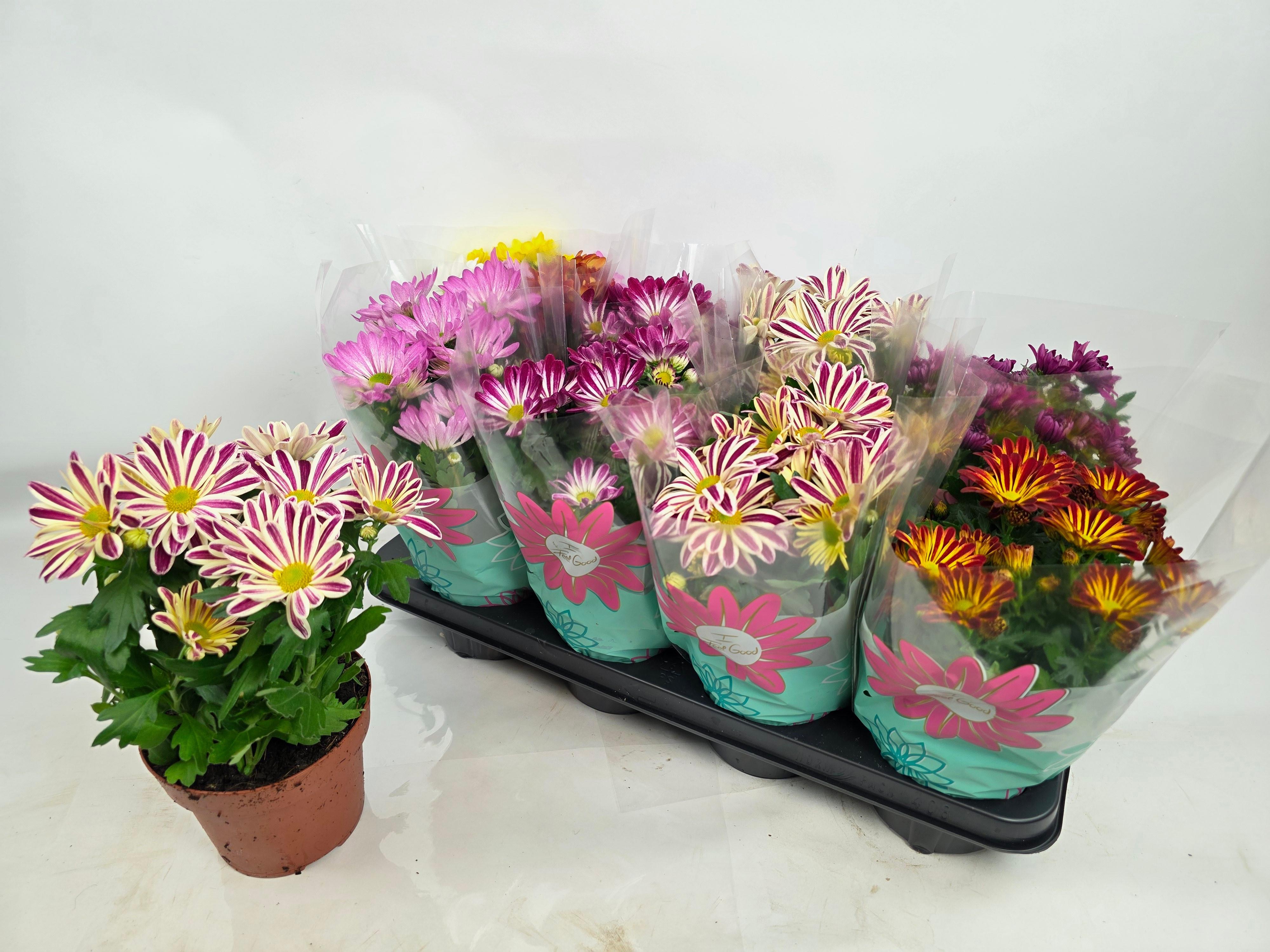 Горшечные цветы и растения оптом Chrys Gem 6 Kl от 8шт из Голландии с доставкой по России