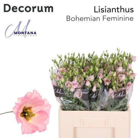 Срезанные цветы оптом Lisianthus si bohemian pink от 80шт из Голландии с доставкой по России