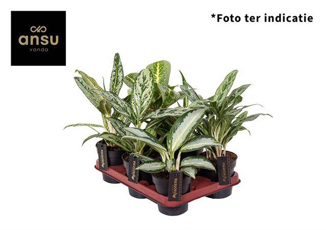 Горшечные цветы и растения оптом Aglaonema Green Mix от 6шт из Голландии с доставкой по России