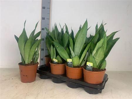 Горшечные цветы и растения оптом Sansev Moonshine от 8шт из Голландии с доставкой по России