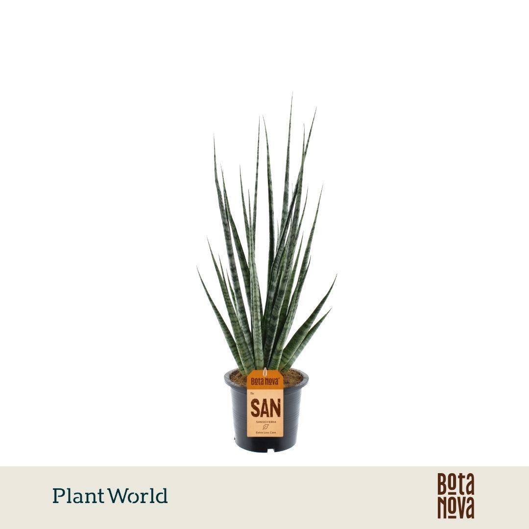 Горшечные цветы и растения оптом Sansevieria Digitorum от 7шт из Голландии с доставкой по России