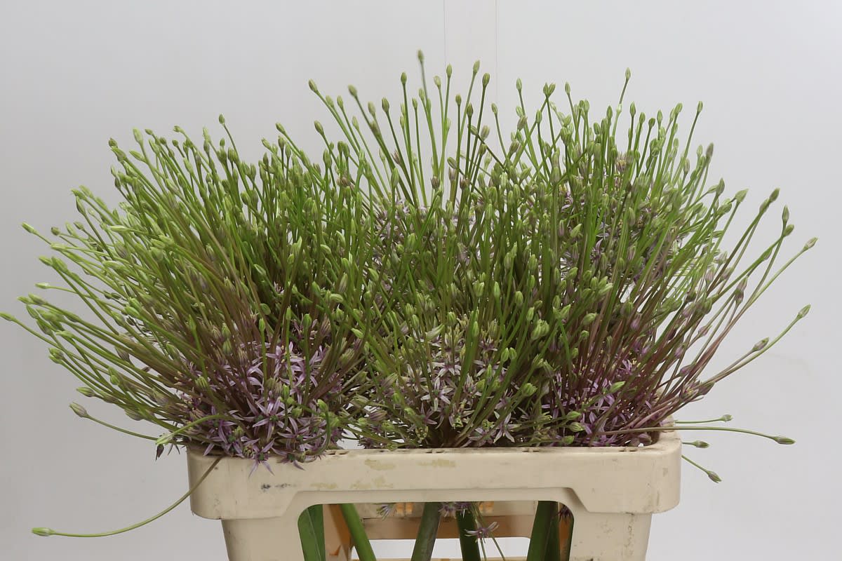 Срезанные цветы оптом Allium schubertii от 9шт из Голландии с доставкой по России