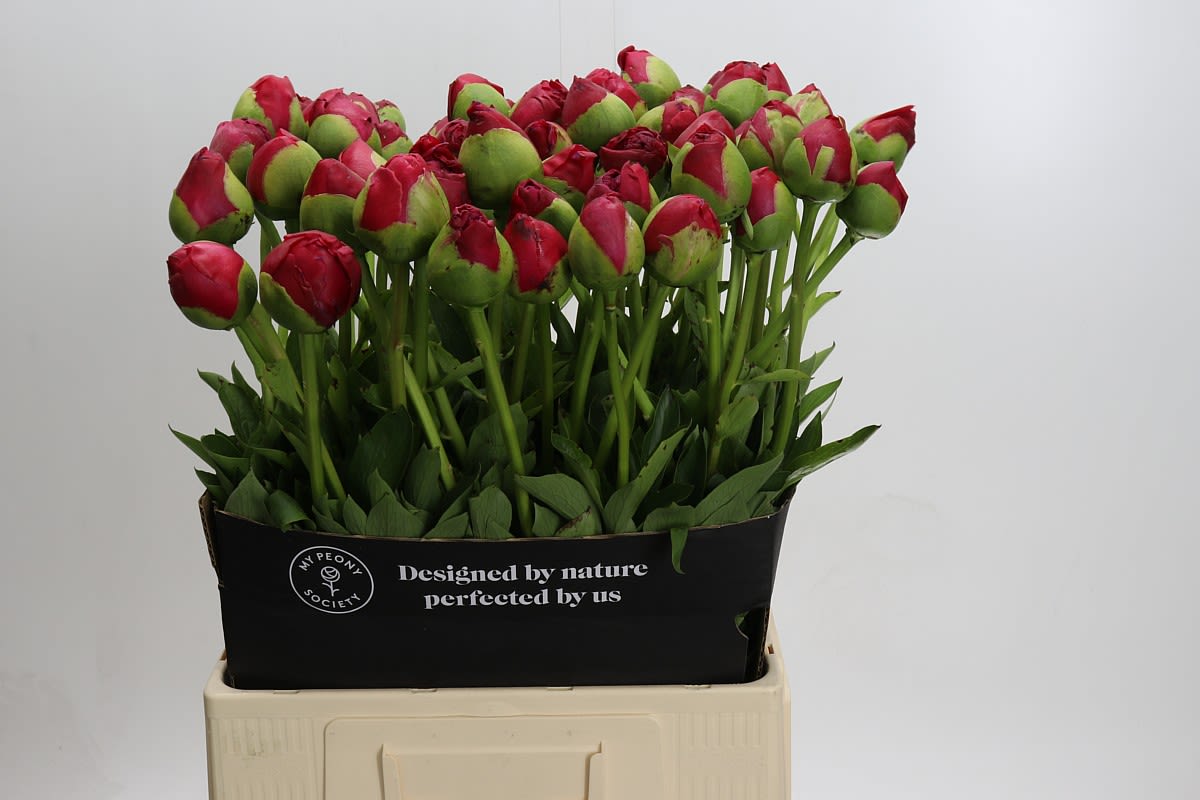 Срезанные цветы оптом Paeonia command performance от 60шт из Голландии с доставкой по России