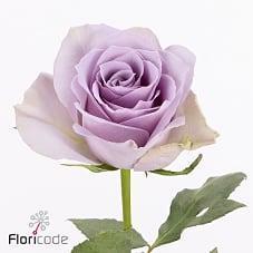 Срезанные цветы оптом Rosa large shocking blue от 60шт из Голландии с доставкой по России