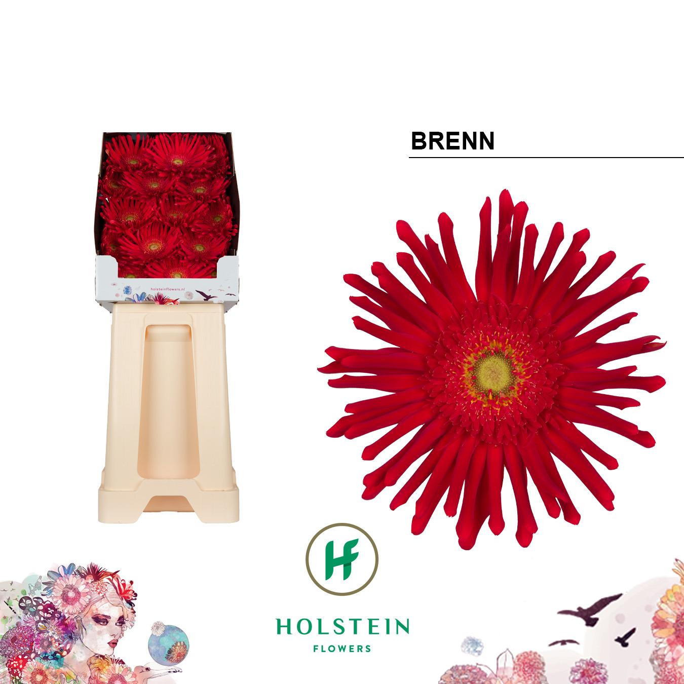 Срезанные цветы оптом Gerbera diamond gerpasta brenn от 45шт из Голландии с доставкой по России