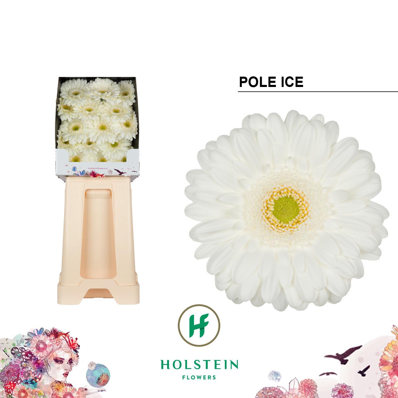 Срезанные цветы оптом Gerbera diamond pole ice от 45шт из Голландии с доставкой по России