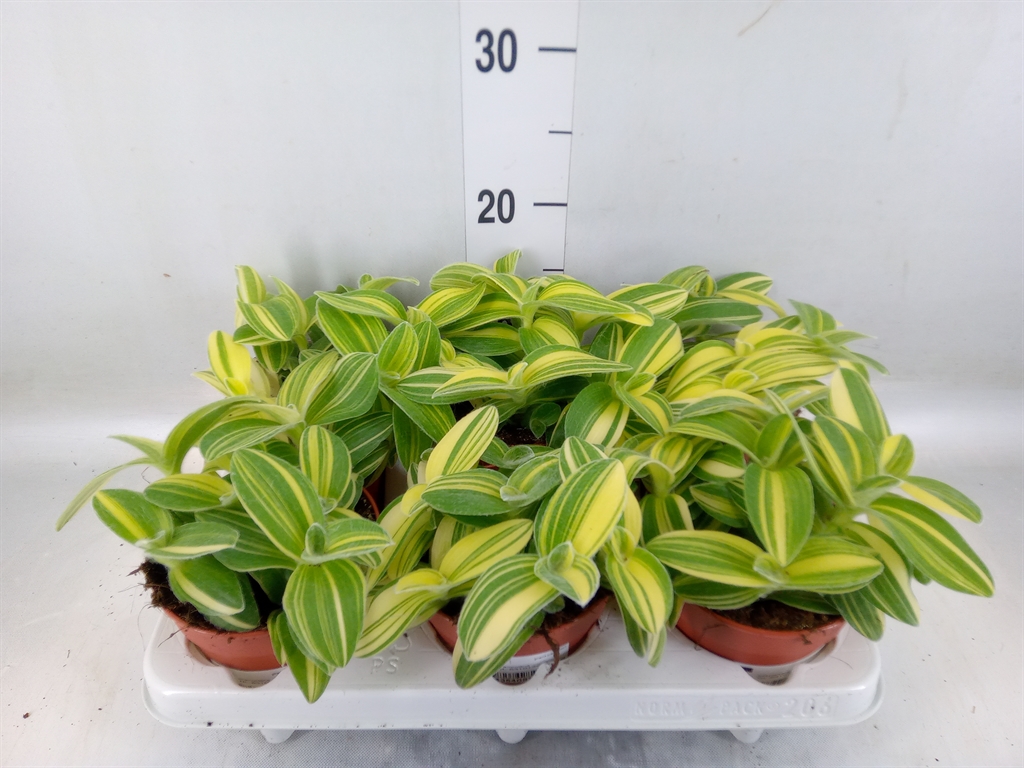 Горшечные цветы и растения оптом Tradescantia   ... от 6шт из Голландии с доставкой по России