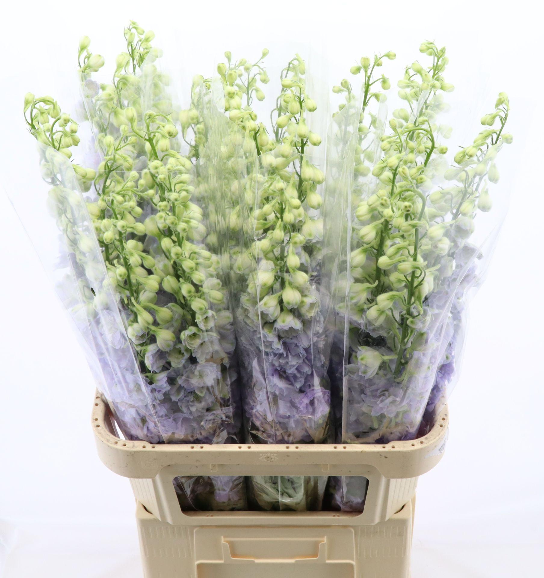 Срезанные цветы оптом Delphinium do dev lavender love от 30шт из Голландии с доставкой по России
