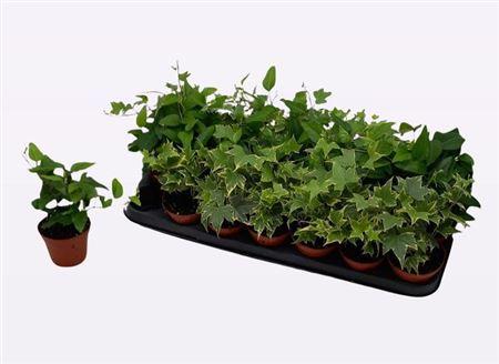 Горшечные цветы и растения оптом Hedera Mix от 21шт (для телеги) из Голландии с доставкой по России