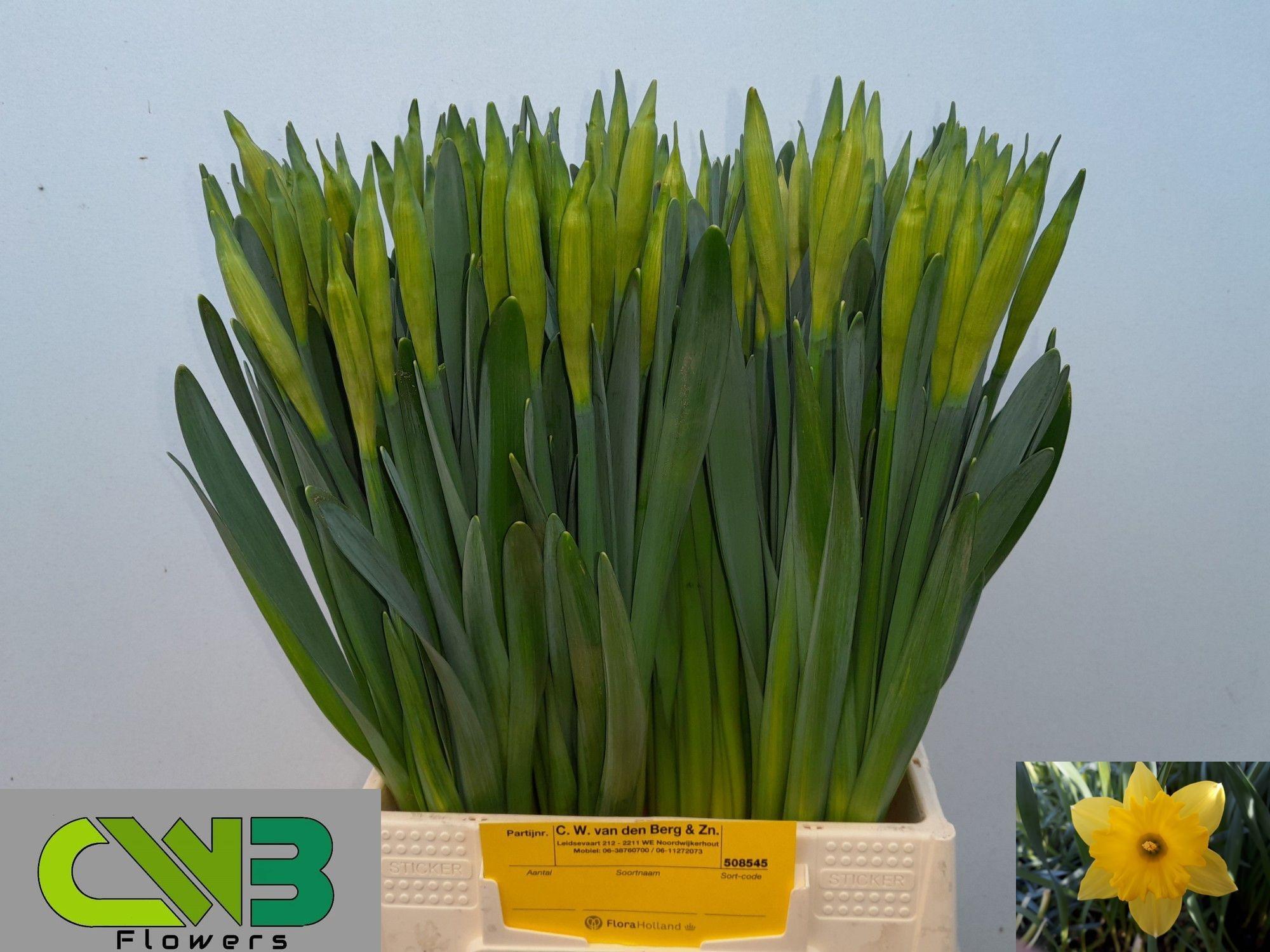 Срезанные цветы оптом Narcissus si dutch master от 100шт из Голландии с доставкой по России