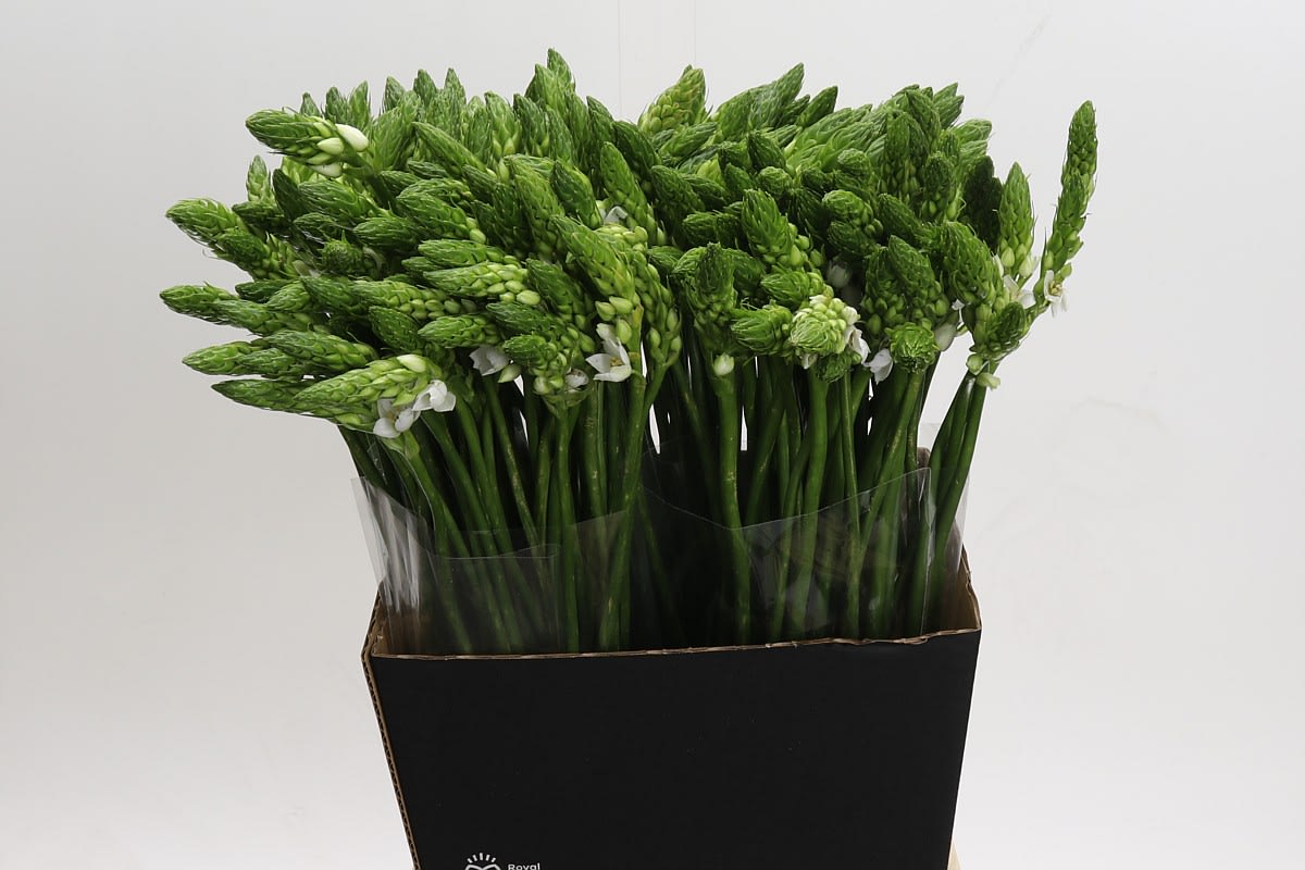 Срезанные цветы оптом Ornithogalum thyr mount fuji от 200шт из Голландии с доставкой по России