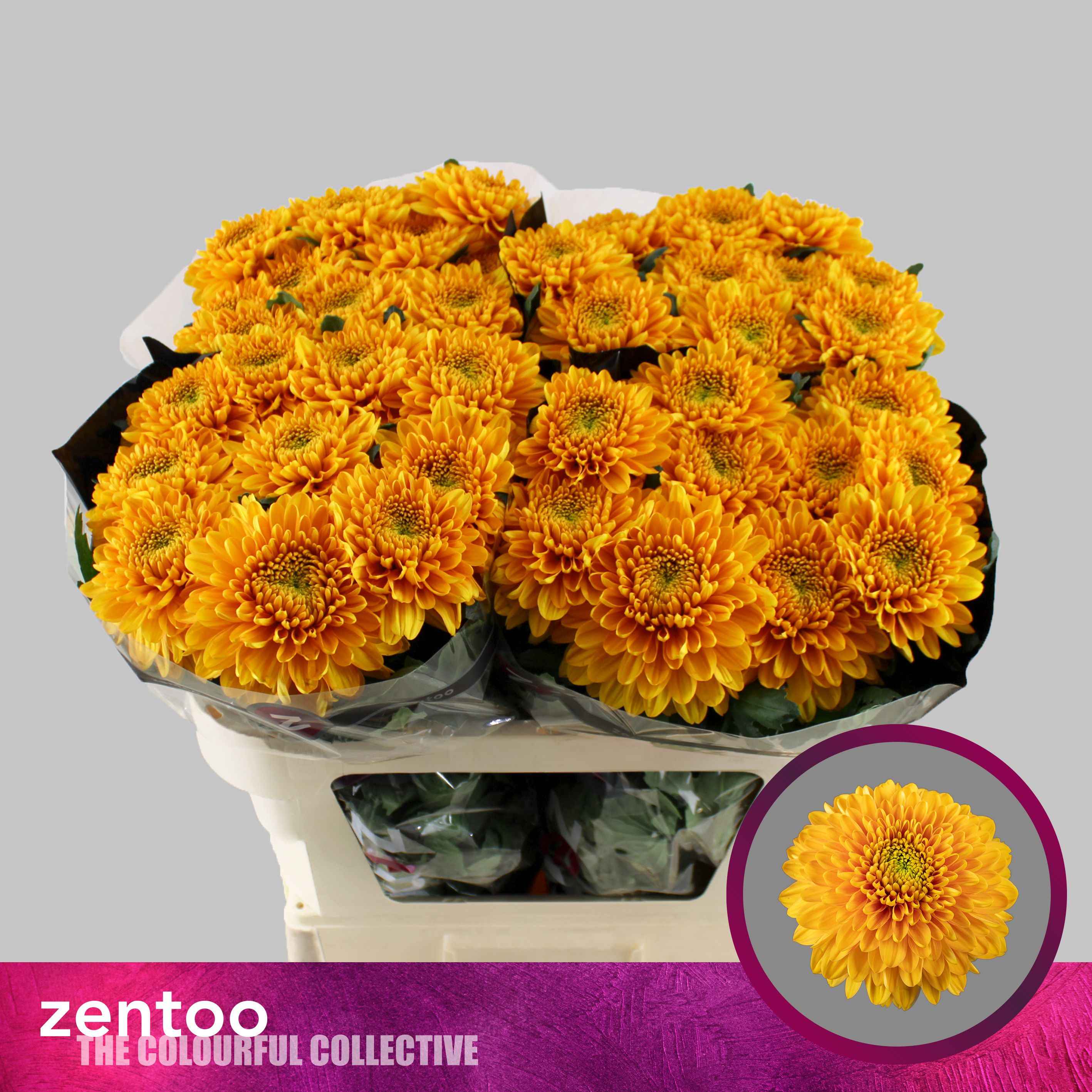 Срезанные цветы оптом Chrys bl willem van oranje от 40шт из Голландии с доставкой по России