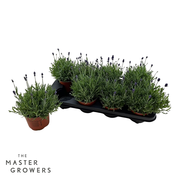 Горшечные цветы и растения оптом Lavandula Cleo-patio от 8шт из Голландии с доставкой по России