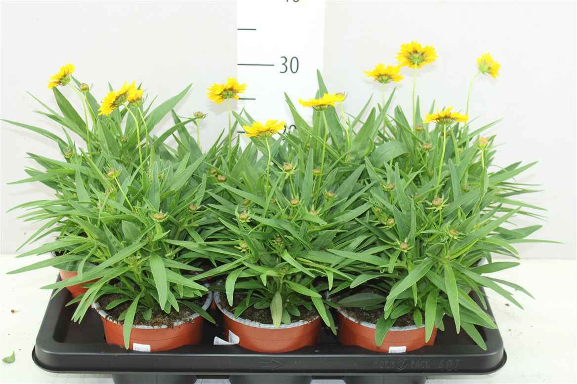 Горшечные цветы и растения оптом Coreopsis Grand Yellow от 7шт из Голландии с доставкой по России