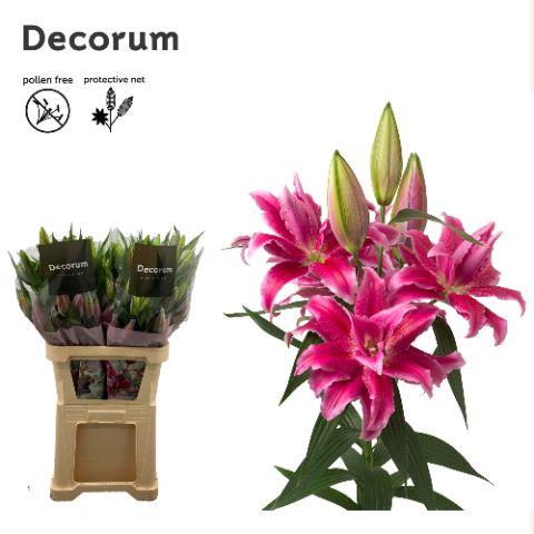 Срезанные цветы оптом Lilium or dbl roselily natascha от 30шт из Голландии с доставкой по России