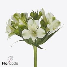 Срезанные цветы оптом Alstroemeria bright star от 60шт из Голландии с доставкой по России