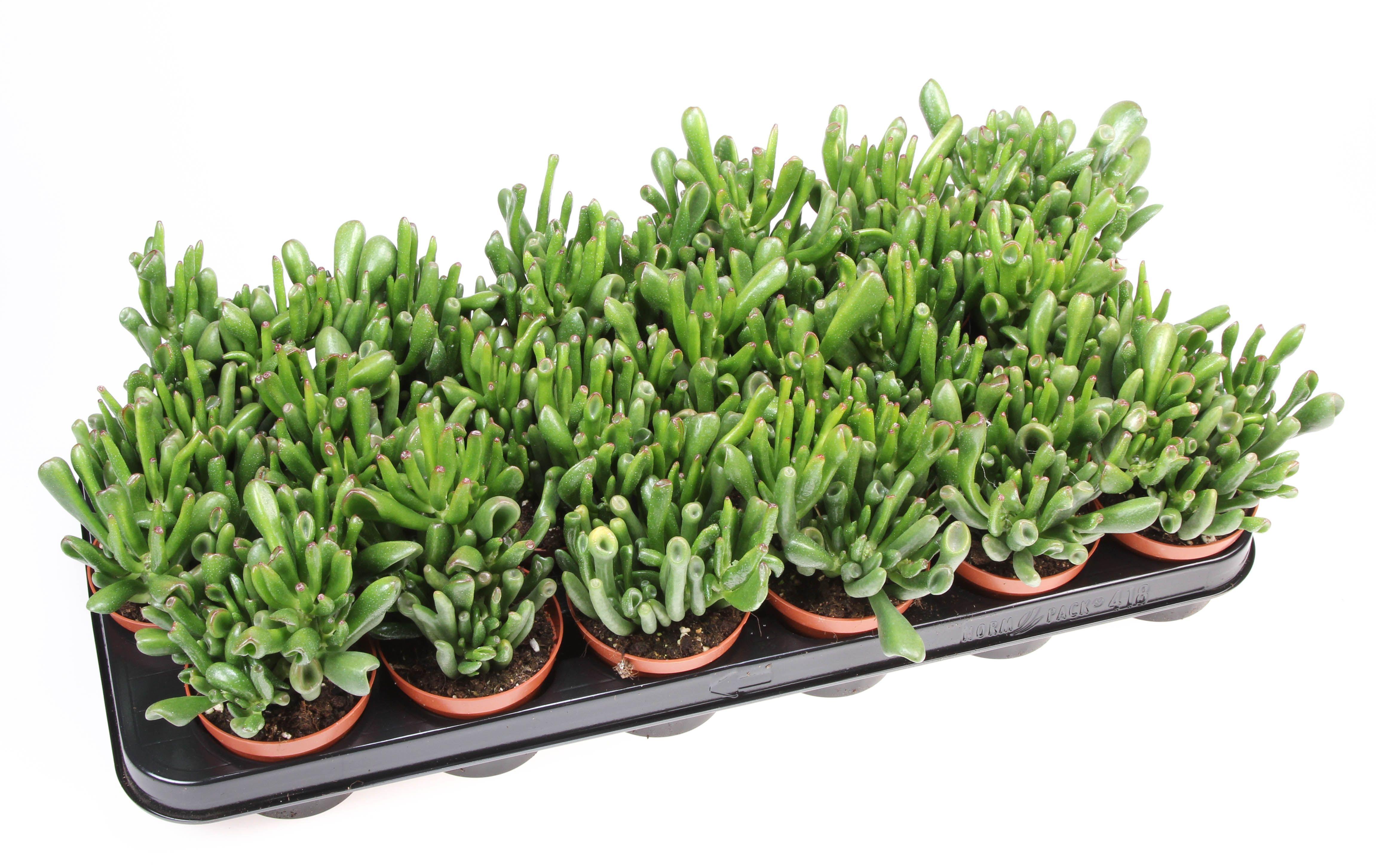 Горшечные цветы и растения оптом Crassula Hobbit от 18шт (для телеги) из Голландии с доставкой по России