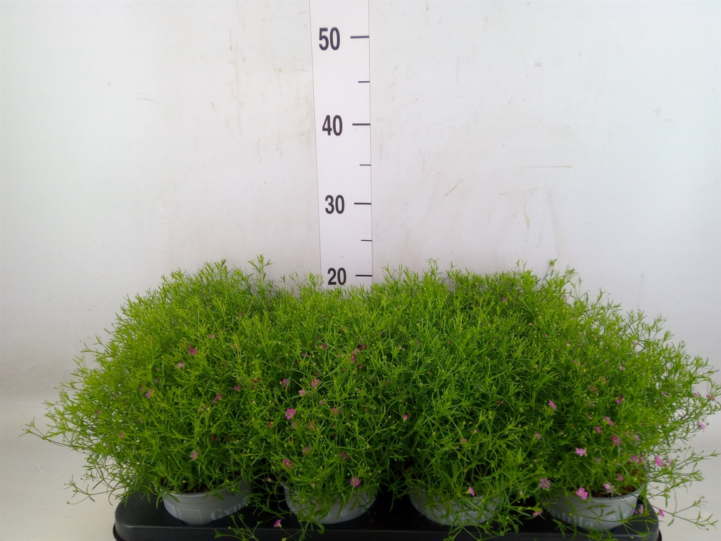 Горшечные цветы и растения оптом Gypsophila   ... от 8шт из Голландии с доставкой по России