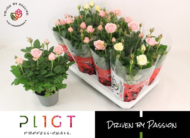 Горшечные цветы и растения оптом Ro Infinity Gem от 8шт из Голландии с доставкой по России