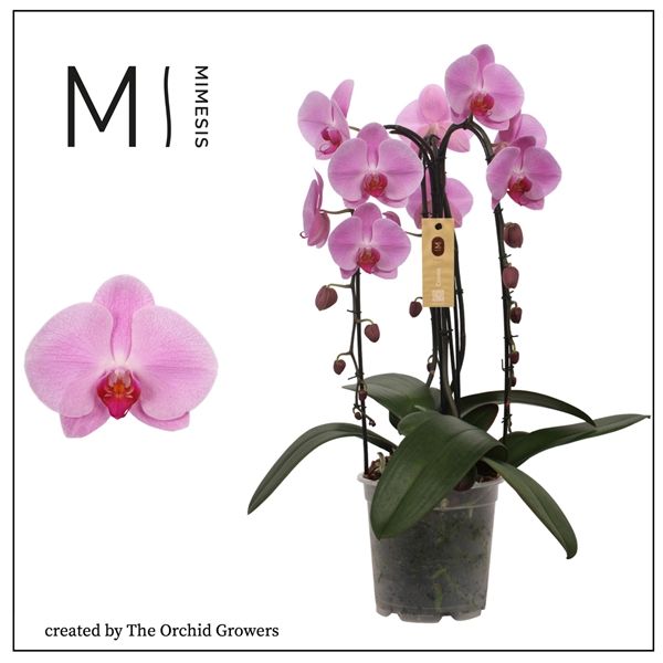 Горшечные цветы и растения оптом Phal 3st Crown Pink 24+ (orchid Growers) от 2шт из Голландии с доставкой по России