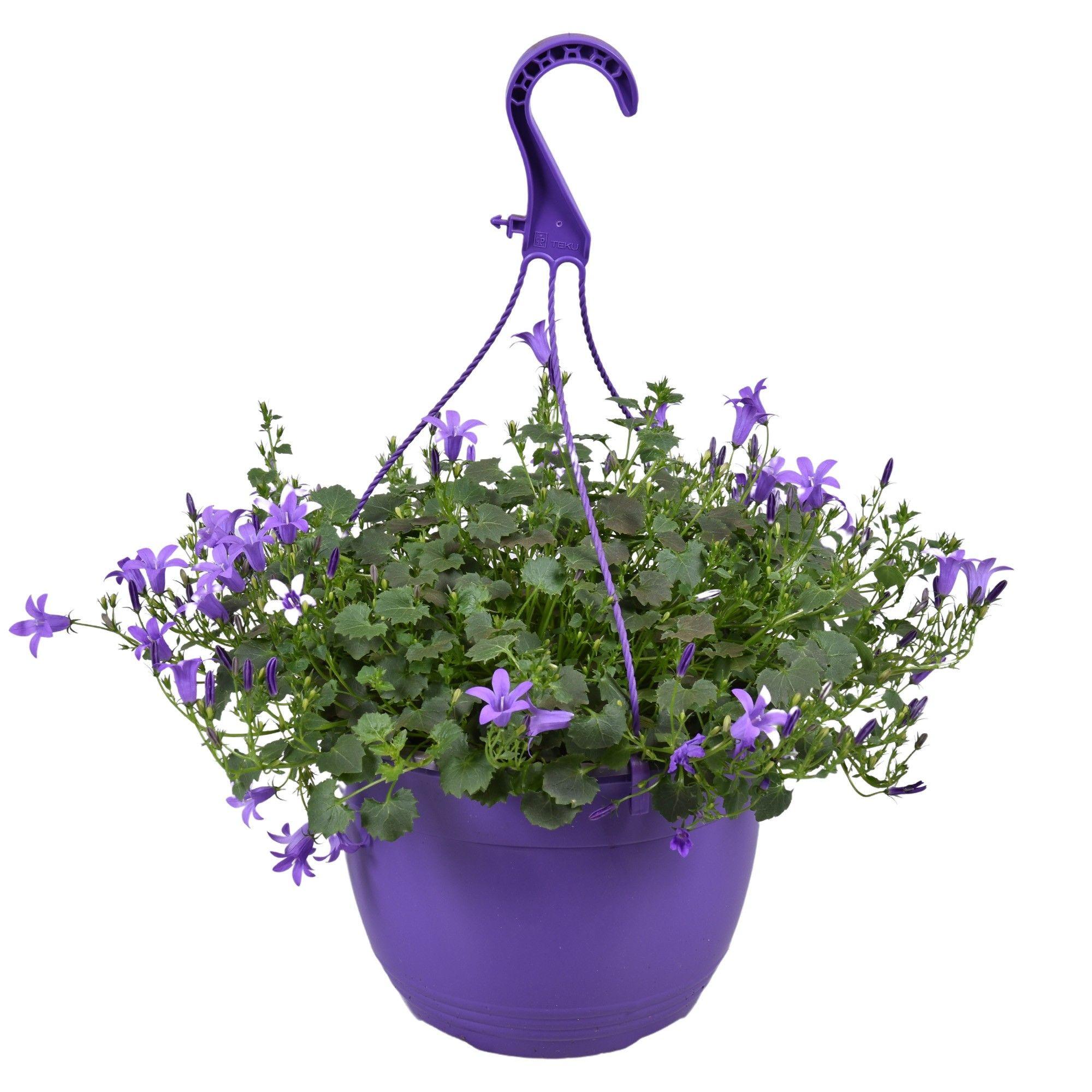 Горшечные цветы и растения оптом Campanula Purple Hang от 2шт (для телеги) из Голландии с доставкой по России