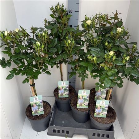 Горшечные цветы и растения оптом Rosa St White от 5шт из Голландии с доставкой по России