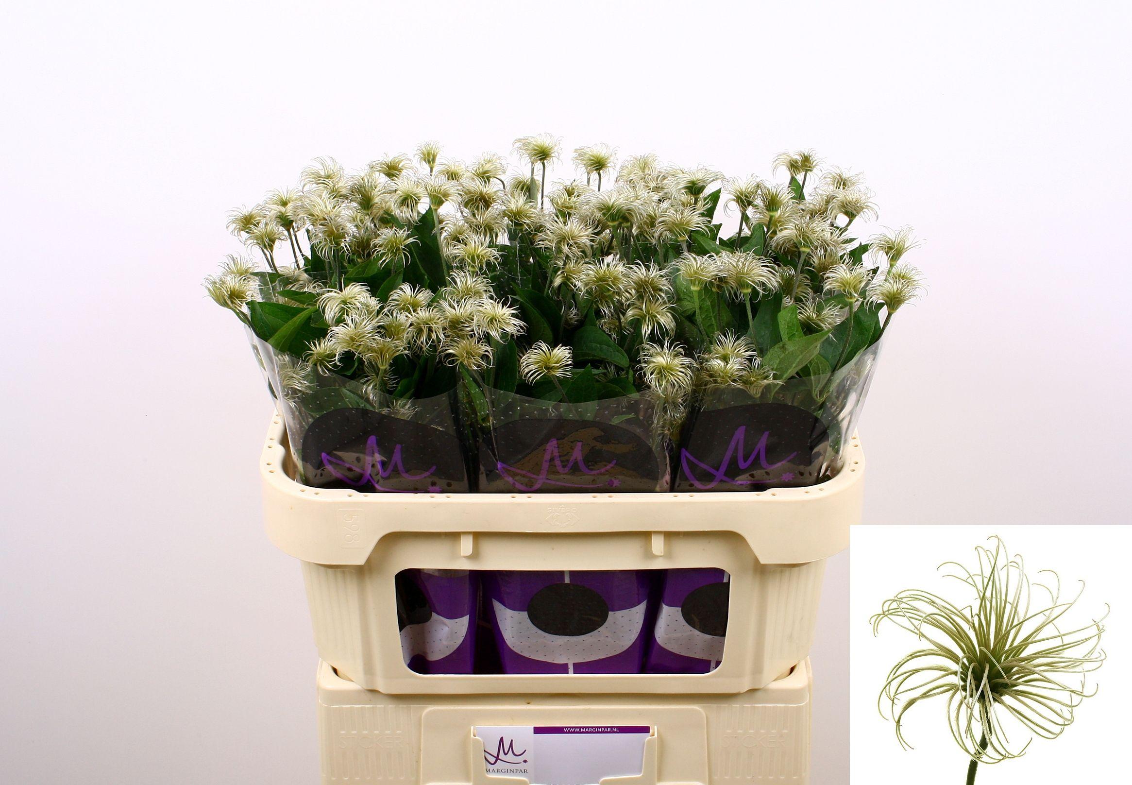 Срезанные цветы оптом Clematis amazing kibo от 80шт из Голландии с доставкой по России Срезанные цветы оптом Clematis amazing kibo от 80шт из Голландии с доставкой по России